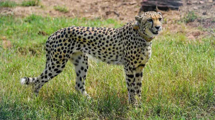 kuno cheetah 0