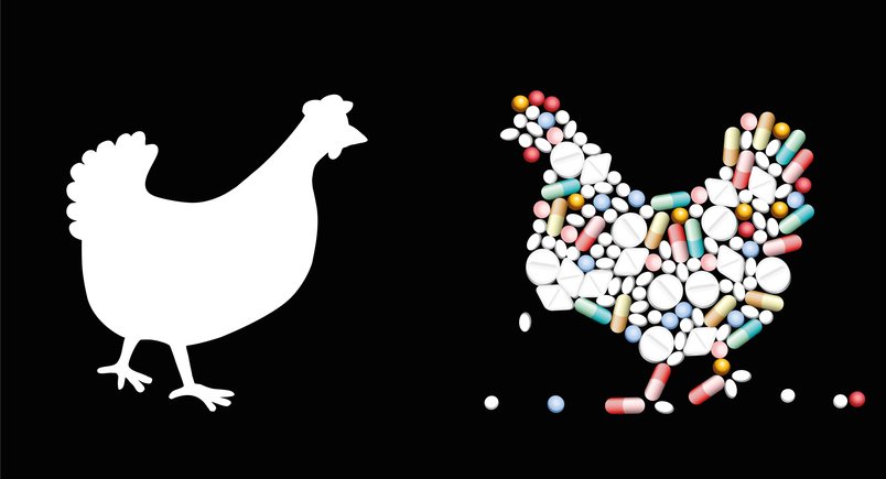 Researchers team up to design antibiotic free poultry support 2