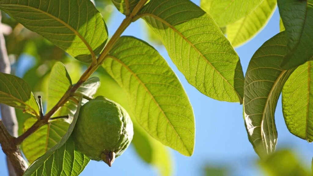 Main guava leaves