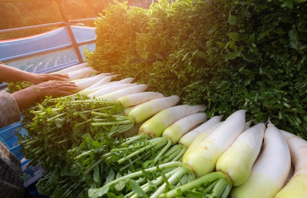 daikon radish compressed