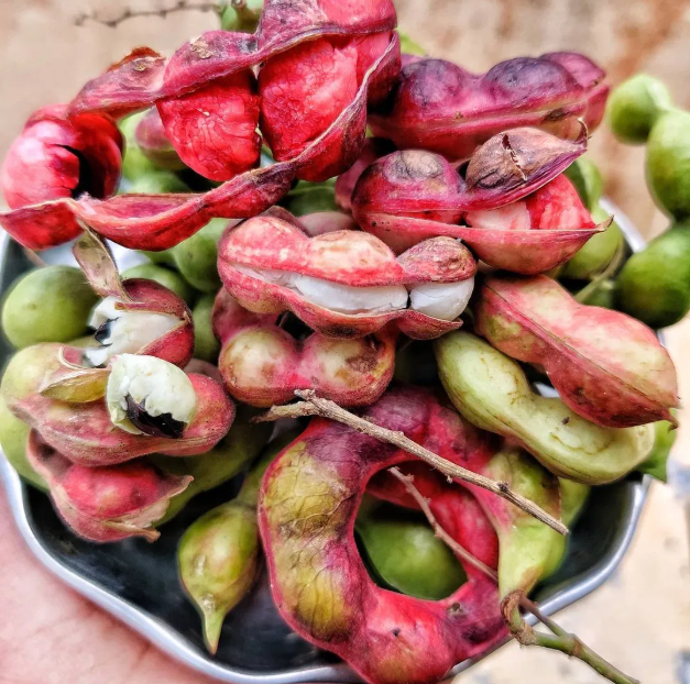 जंगल जलेबी के हेल्थ बेनिफिट जानकर आप हो जाएंगे हैरान! इन लोगों को जरूर करना चाहिए इसका सेवन . 2 image 5