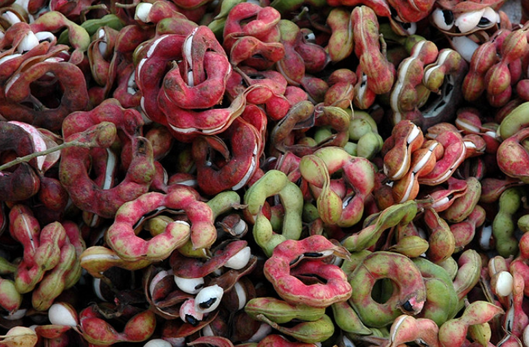 जंगल जलेबी के हेल्थ बेनिफिट जानकर आप हो जाएंगे हैरान! इन लोगों को जरूर करना चाहिए इसका सेवन . 4 image 6