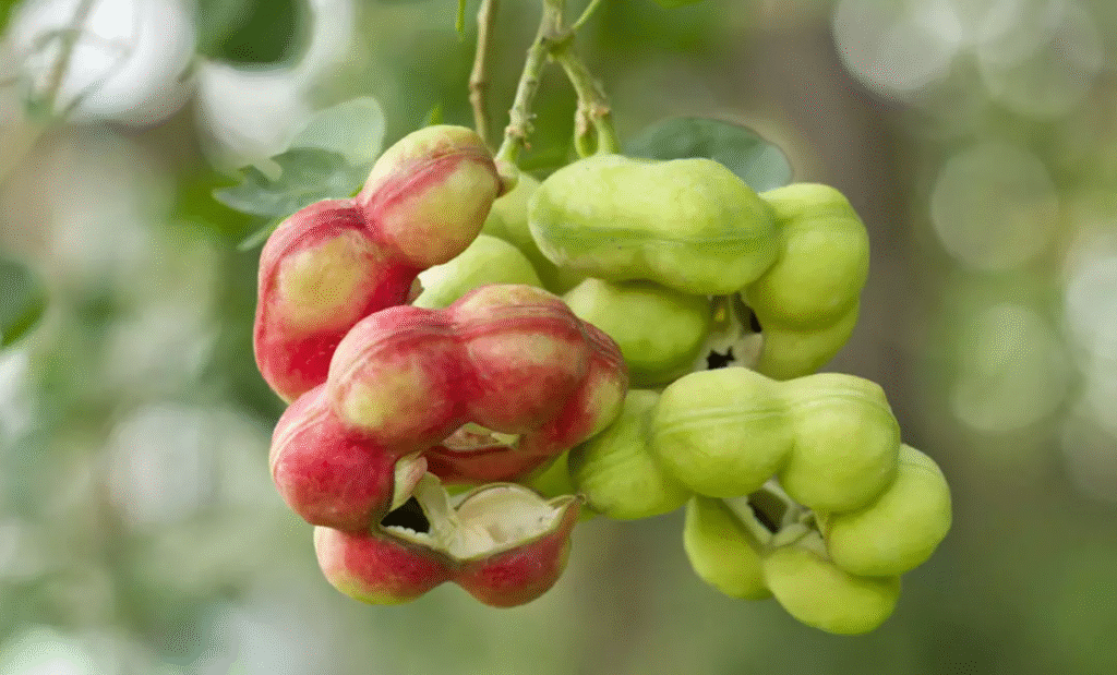 जंगल जलेबी के हेल्थ बेनिफिट जानकर आप हो जाएंगे हैरान! इन लोगों को जरूर करना चाहिए इसका सेवन . 5 image 7